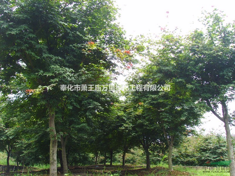 浙江奉化地區(qū)供應(yīng)15公分紅楓100棵
