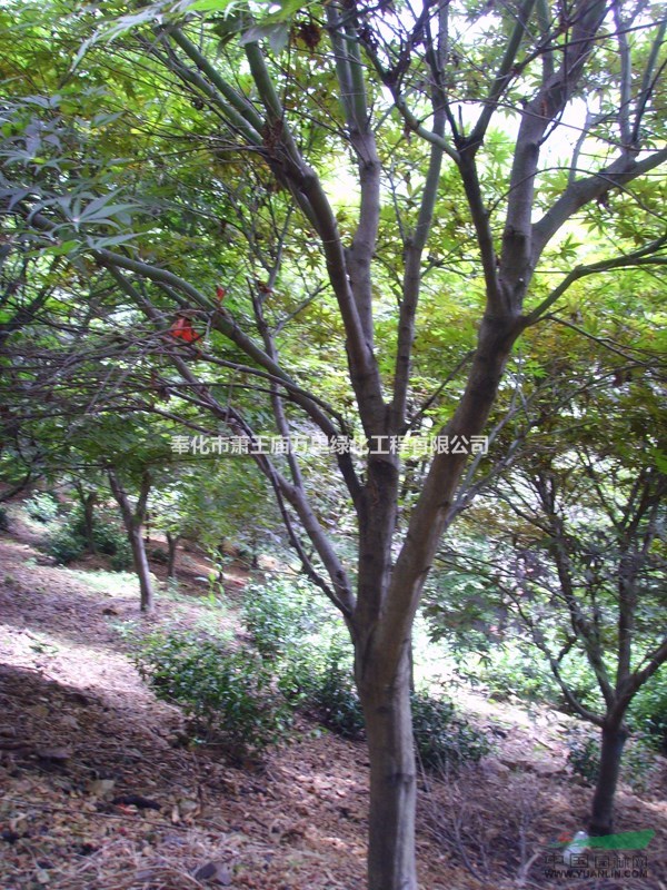 浙江奉化地區(qū)供應(yīng)15公分紅楓100棵