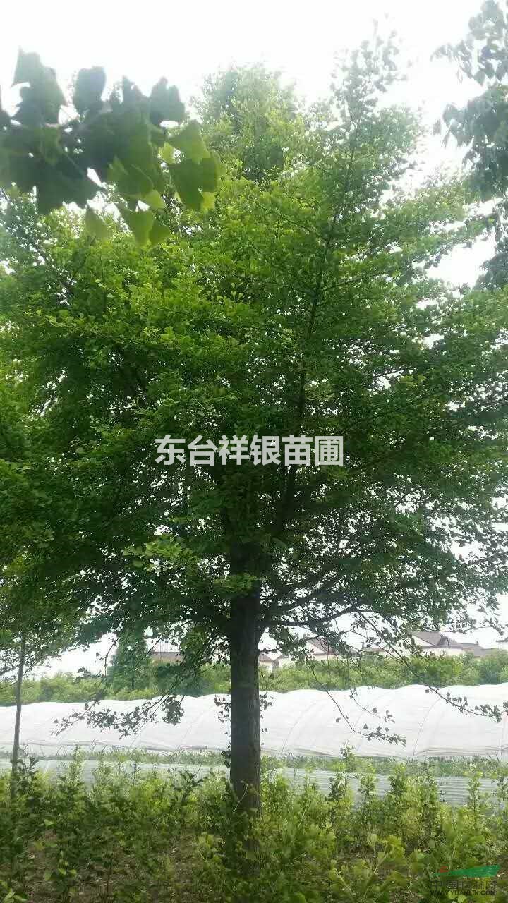 江蘇東臺供應(yīng)優(yōu)質(zhì)銀杏，最便宜銀杏樹苗批發(fā)價(jià)格