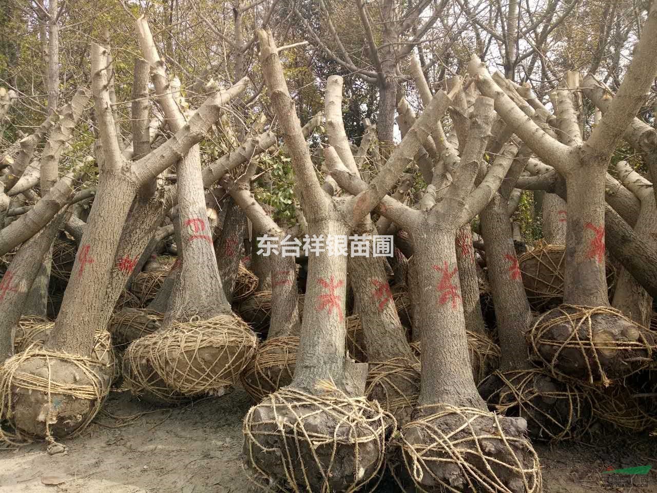 江蘇東臺供應(yīng)優(yōu)質(zhì)銀杏，最便宜銀杏樹苗批發(fā)價(jià)格