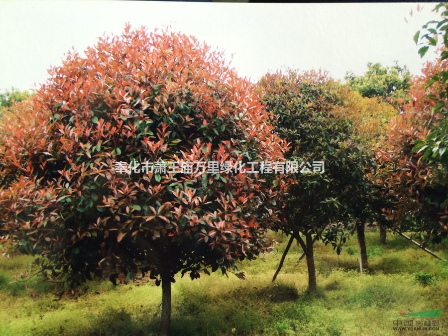 供應(yīng)紅葉石楠7-9公分價(jià)格，