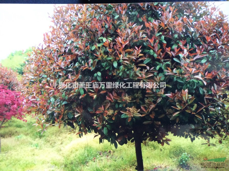 供應(yīng)紅葉石楠7-9公分價(jià)格，