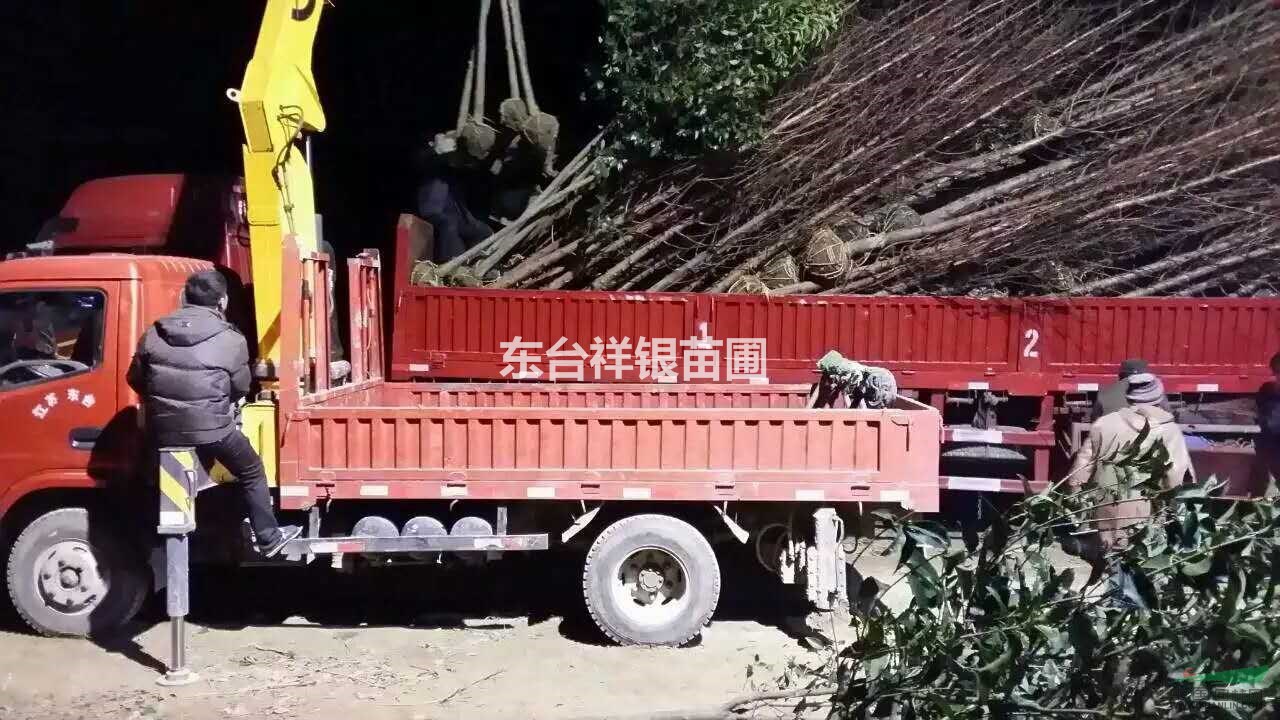 東臺(tái)水杉，東臺(tái)水杉價(jià)格，東臺(tái)水杉批發(fā)價(jià)格，東臺(tái)水杉多少錢
