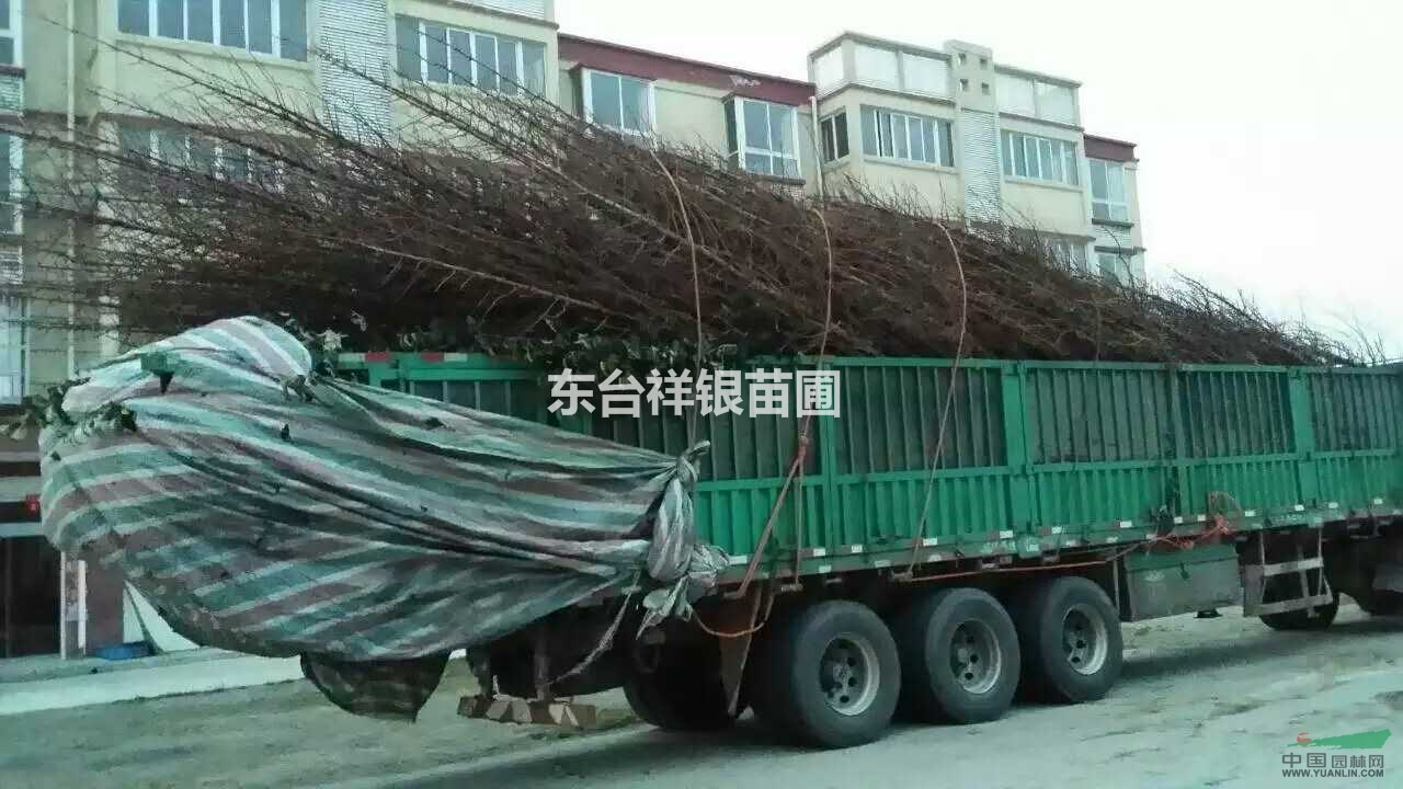 東臺(tái)水杉，東臺(tái)水杉價(jià)格，東臺(tái)水杉批發(fā)價(jià)格，東臺(tái)水杉多少錢