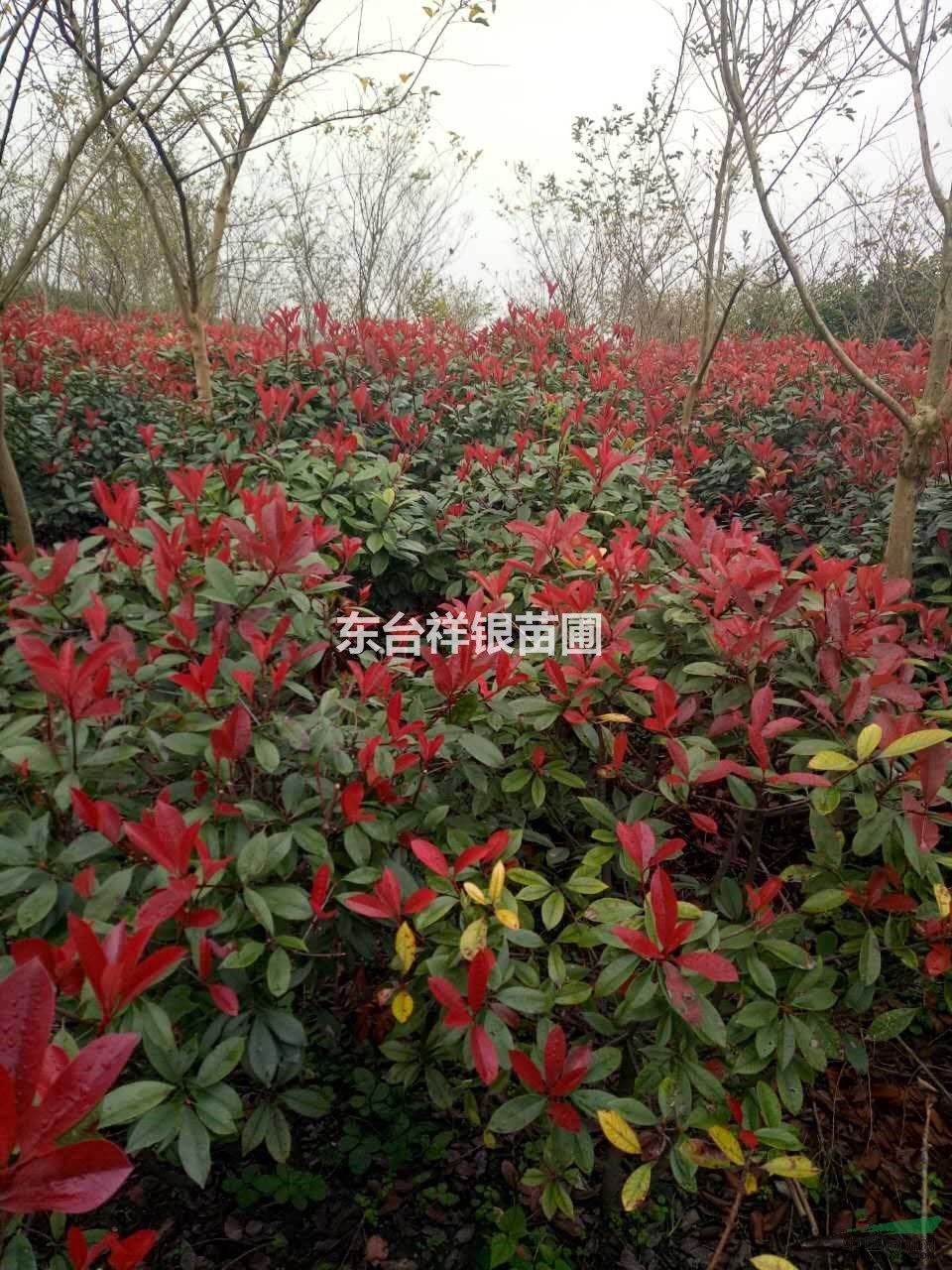 江蘇直銷1.5米紅葉石楠球，最新紅葉石楠球批發(fā)價格