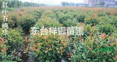 江蘇直銷1.5米紅葉石楠球，最新紅葉石楠球批發(fā)價格