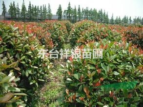 2016年江苏红叶石楠，2米精品红叶石楠球多少钱？