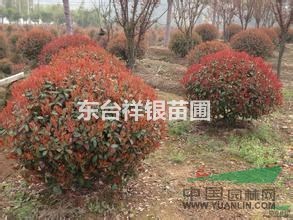 2016年江苏红叶石楠，2米精品红叶石楠球多少钱？