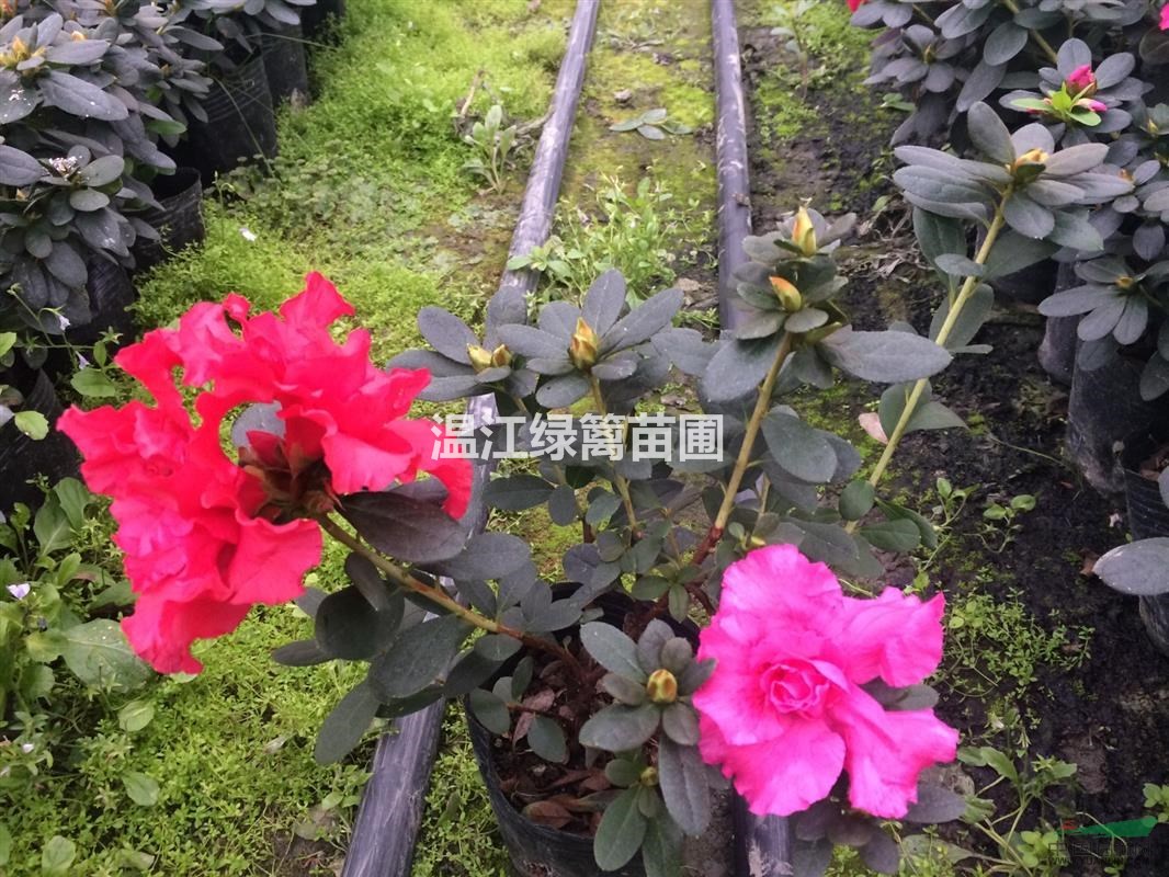 長(zhǎng)沙杜鵑花