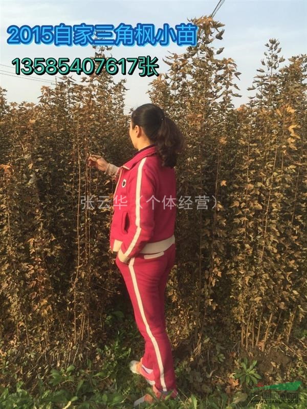 櫸樹小苗