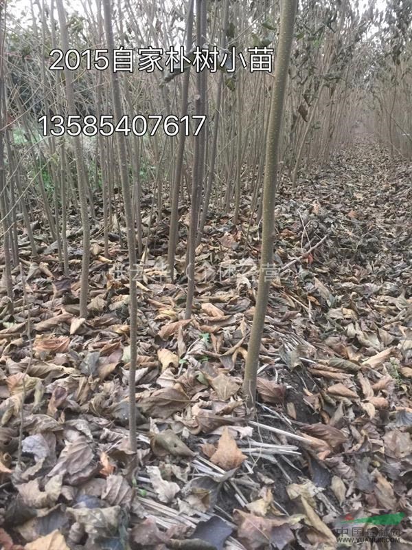 櫸樹小苗