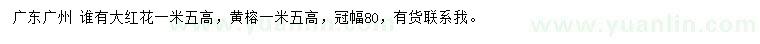 求購高1.5米大紅花、黃榕