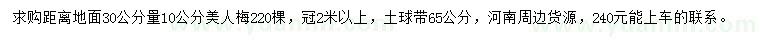 求購30公分量10公分美人梅