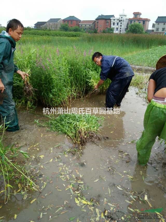 杭州蕭山大量供應(yīng)再力花，黃菖蒲，千屈菜，和其它水生植物，自產(chǎn)