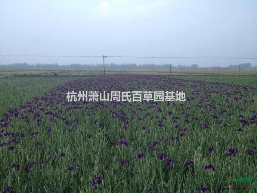 再力花報(bào)價(jià)/浙江再力花報(bào)價(jià)