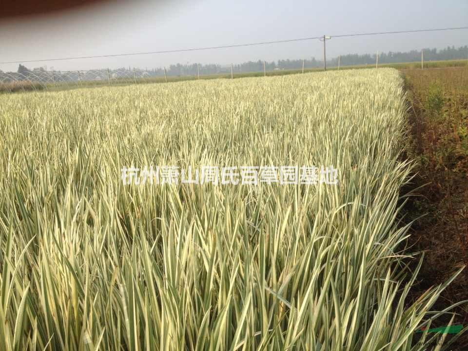再力花報(bào)價(jià)/浙江再力花報(bào)價(jià)