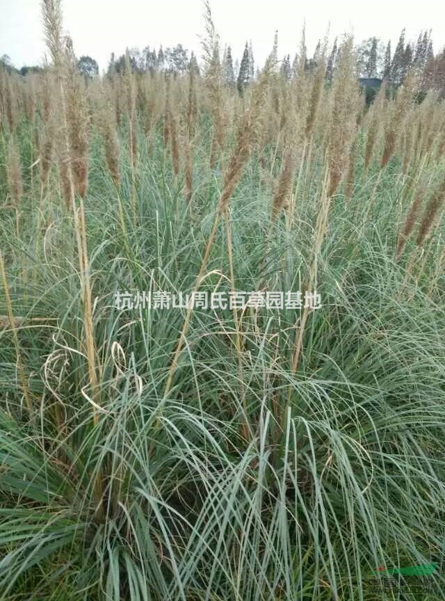 杭州蕭山大量供應(yīng)細(xì)葉芒400萬芽，香菇草自產(chǎn)自銷，價(jià)格優(yōu)惠。