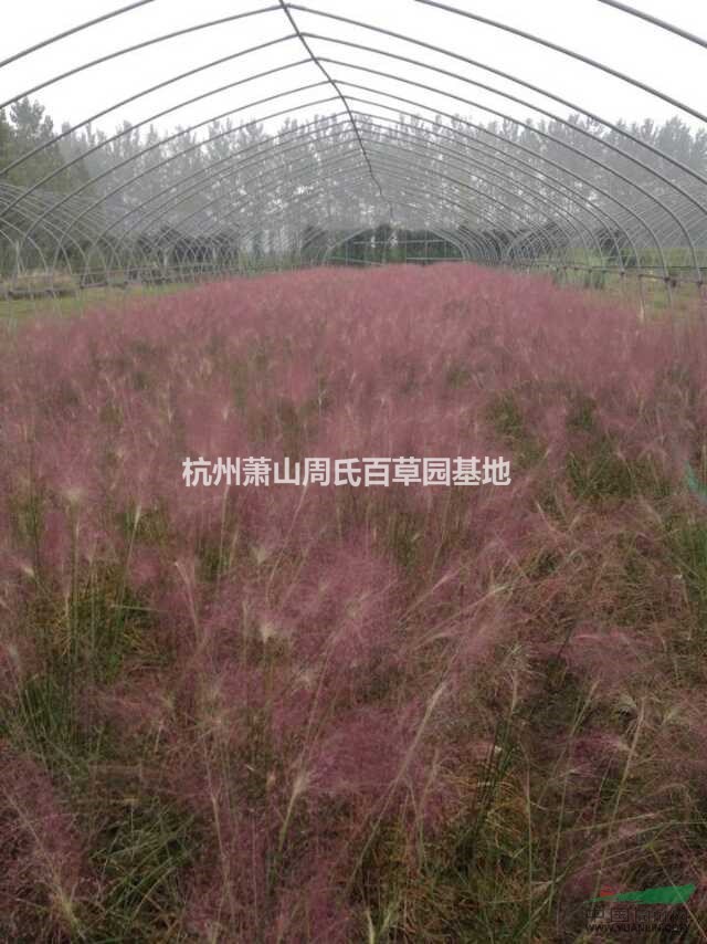 杭州蕭山大量供應(yīng)細(xì)葉芒400萬芽，香菇草自產(chǎn)自銷，價(jià)格優(yōu)惠。