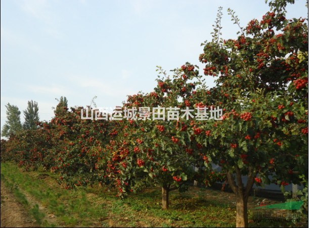 綠化8公分山楂樹·掛果8公分山楂樹·8公分占地山楂樹供應(yīng)山西