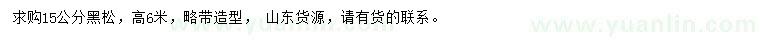 求購15公分黑松