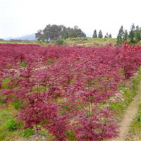 紅楓哪個(gè)前景好-日本紅楓三季紅 采購(gòu)日本紅楓 三季紅楓基地 