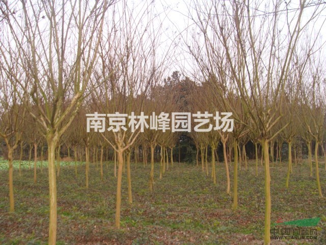 紫薇價(jià)格/2016年紫薇價(jià)格