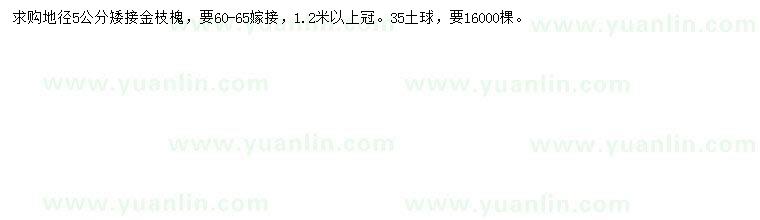 求購地徑5公分矮接金枝槐