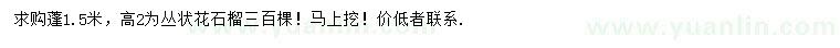 求購蓬1.5米叢狀花石榴