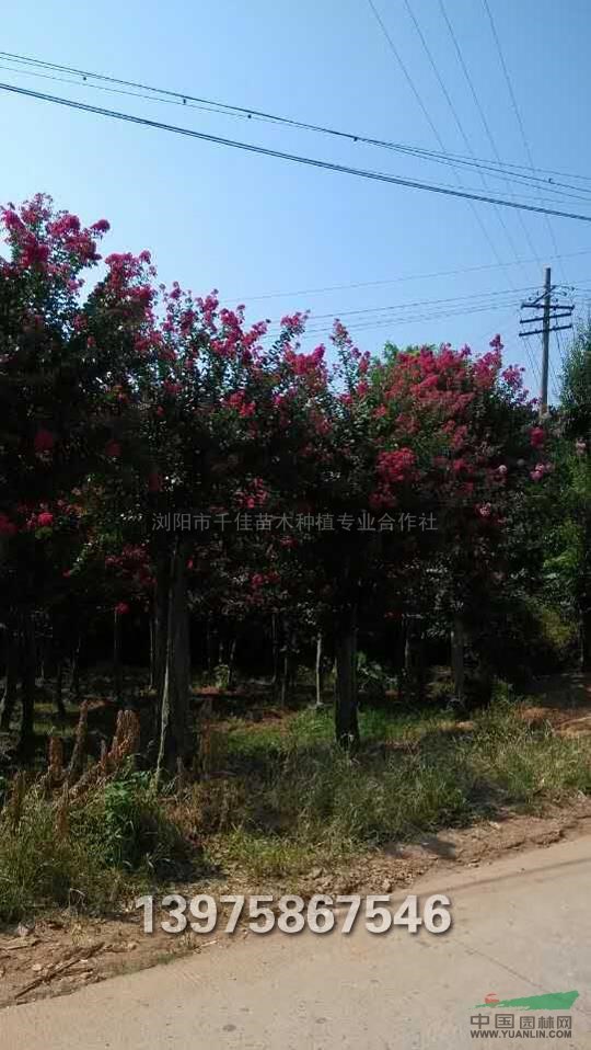 大紅紫薇報價/湖南大紅紫薇報價