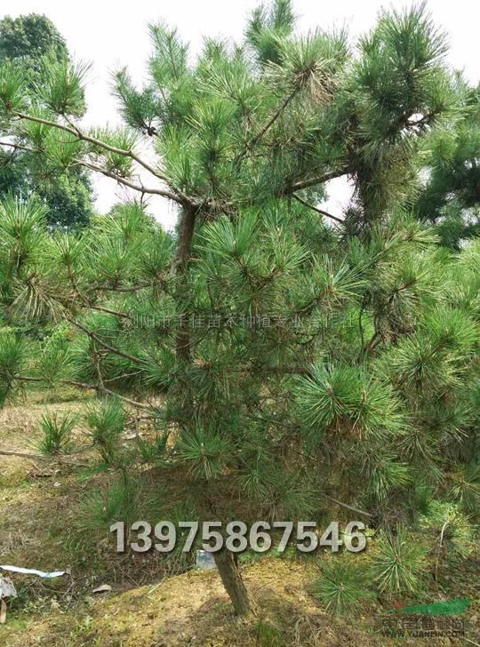 湖南黑松最新報價/黑松圖片