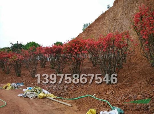 映山紅報(bào)價(jià)/湖南映山紅報(bào)價(jià)