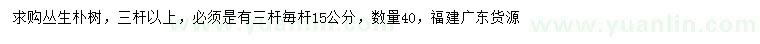求購叢生樸樹