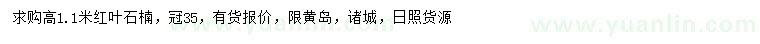 求購高1.1米紅葉石楠