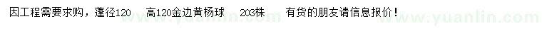 求購蓬徑120公分金邊黃楊球