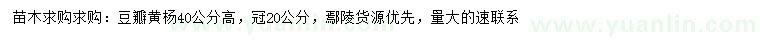 求購高40公分豆瓣黃楊