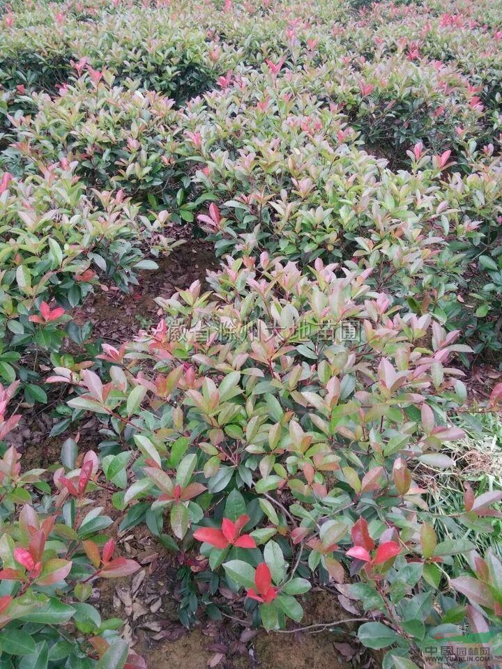 紅葉石楠2最新價格/紅葉石楠2報價