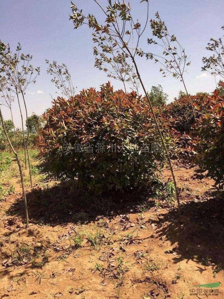 紅葉石楠2最新價格/紅葉石楠2報價