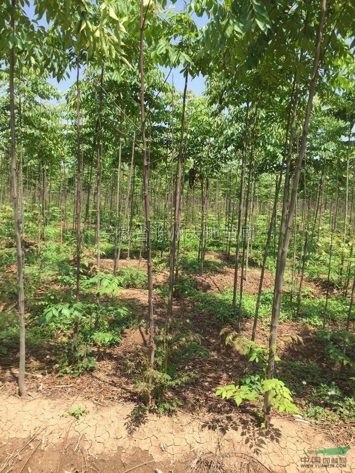 黃山欒樹4行情報(bào)價(jià)\黃山欒樹4圖片展示