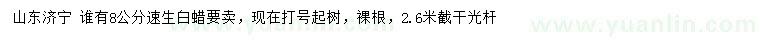 求購(gòu)8公分速生白蠟