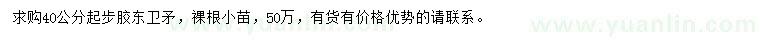 求購(gòu)40公分起步膠東衛(wèi)矛小苗