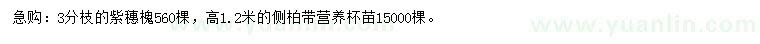 求購(gòu)紫穗槐、高1.2米側(cè)柏帶