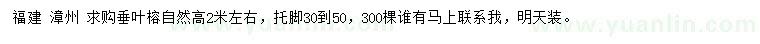求購(gòu)高2米左右垂葉榕