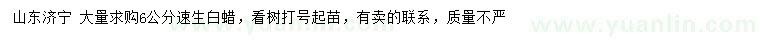 求購6公分速生白蠟