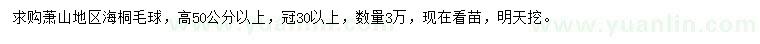 求購高50公分以上海桐毛球