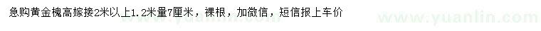 求購1.2米量7公分黃金槐