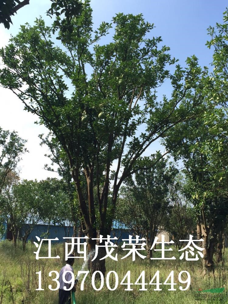 江西香泡最新報價/香泡圖片