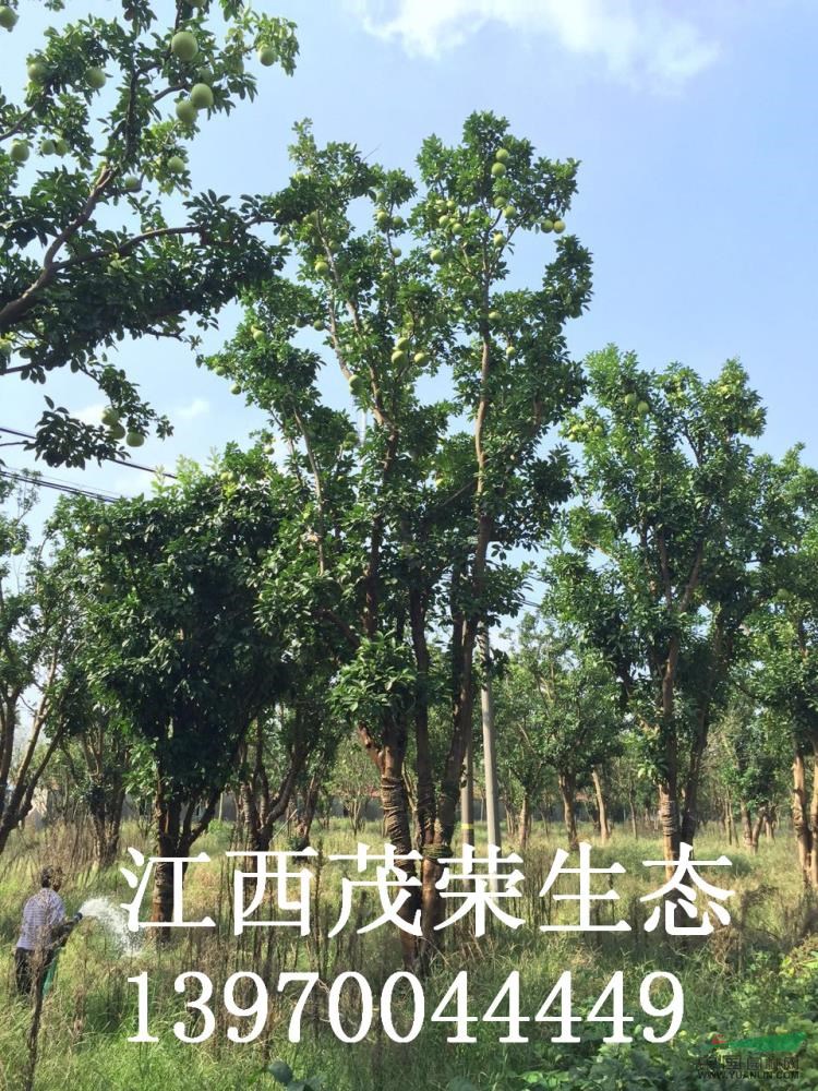 江西香泡最新報價/香泡圖片