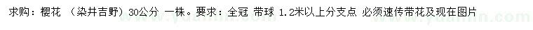 求購 30公分櫻花（染井吉野）