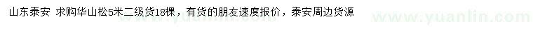 求購5米華山松