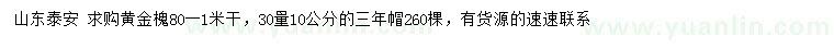 求購30量10公分黃金槐